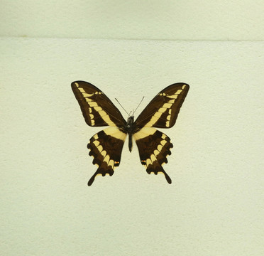 美洲蝴蝶粗斑凤蝶标本