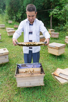 养蜂人检查蜂箱生态养殖