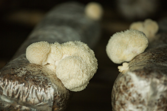 猴头菇 种植
