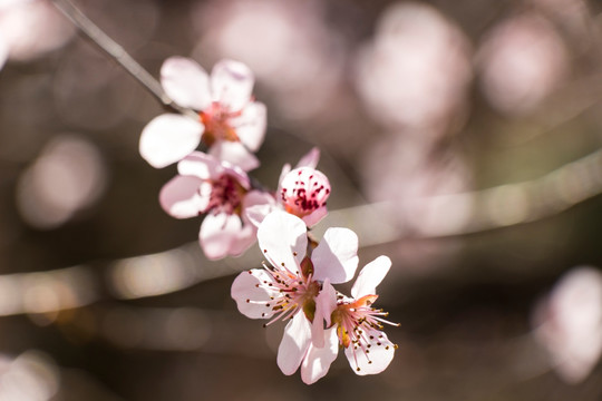 桃花