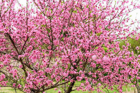 樱花