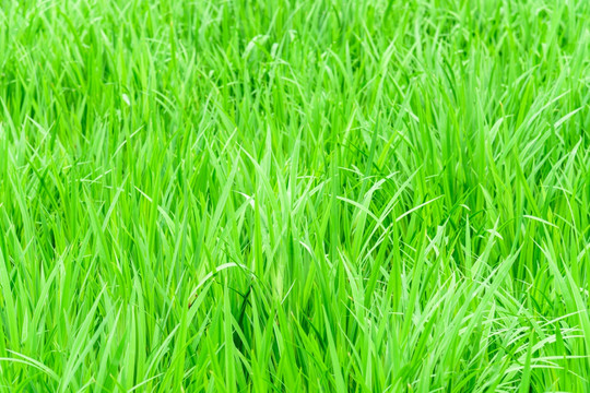 绿草