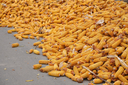 露天晾晒的黄色玉米