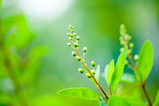 绿色植物特写