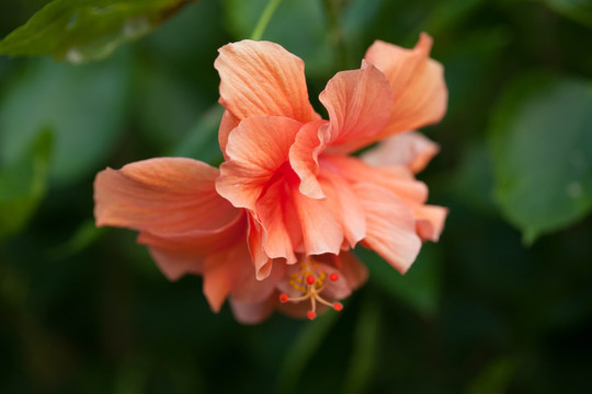 木槿花卉摄影