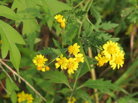 野菊花