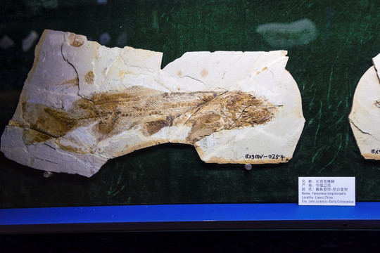长背鳍燕鲟化石