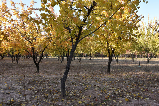 秋天的杏树林