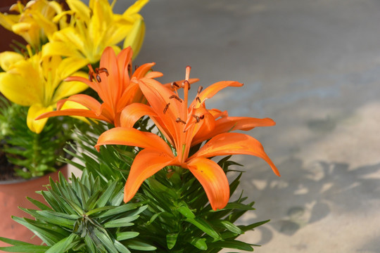 百合花