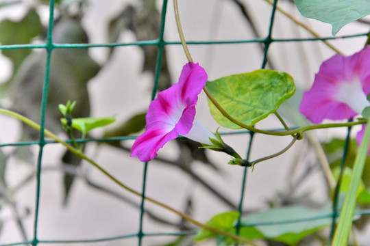 牵牛花