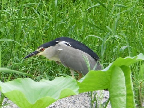 野鹭