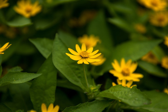 皇帝菊 蜜蜂采蜜 菊花 菊花素