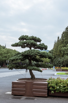 罗汉松 松树