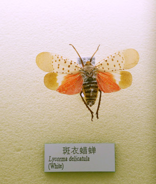 昆虫斑衣腊蝉标本
