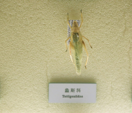 昆虫螽斯科标本