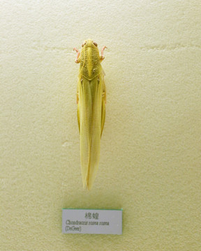 昆虫棉蝗标本