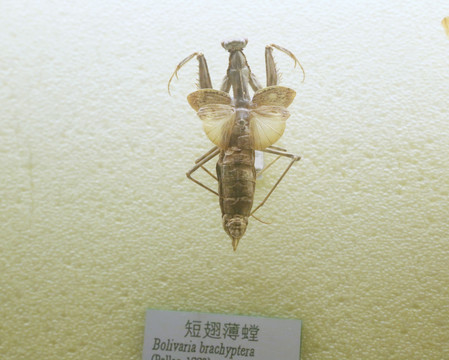 昆虫短翅薄螳螂标本
