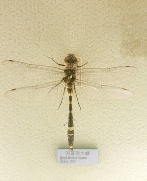 昆虫闪蓝丽大蜻蜓标本