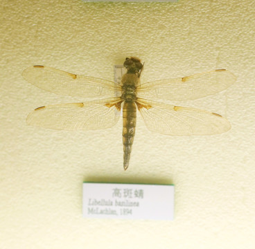 昆虫高斑蜻蜓标本