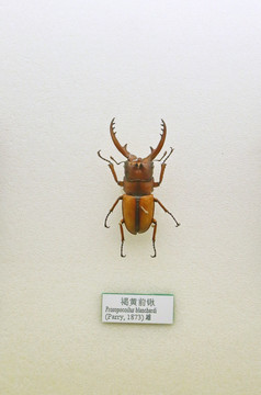 昆虫甲虫褐黄前锹标本