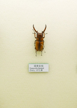 昆虫甲虫褐黄前锹的标本