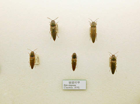 昆虫甲虫皱翅叩甲标本