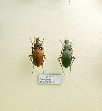 昆虫甲虫奇步甲标本