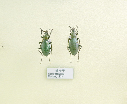 昆虫甲虫绿步甲的标本