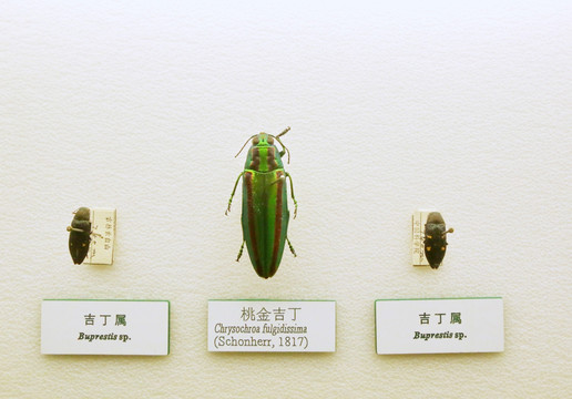 昆虫甲虫桃金吉丁标本
