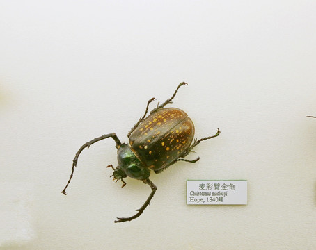 昆虫甲虫麦彩臂金龟子标本