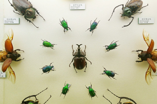 昆虫甲虫绿罗花金龟子队列标本