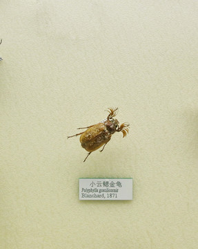 昆虫甲虫小云鳃金龟子标本
