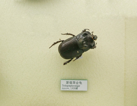 昆虫甲虫蒙瘤犀金龟子标本