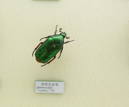 昆虫甲虫绿奇花金龟子标本