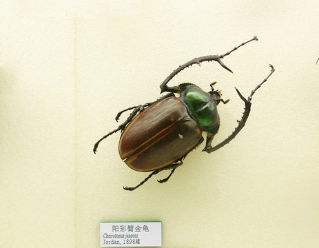 昆虫甲虫阳彩臂金龟子的标本