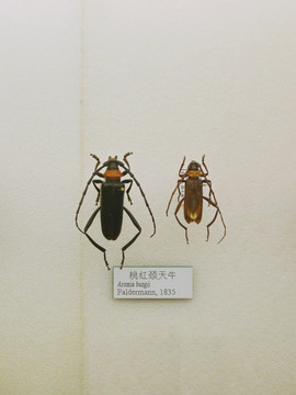 昆虫甲虫桃红颈天牛标本