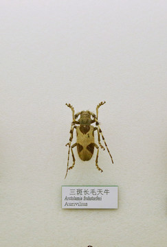 昆虫甲虫三斑长毛天牛标本
