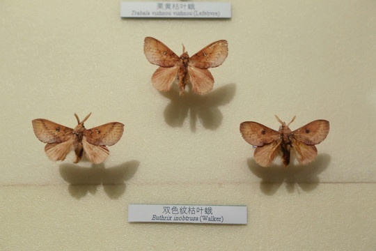 昆虫蛾类双色纹枯叶蛾标本