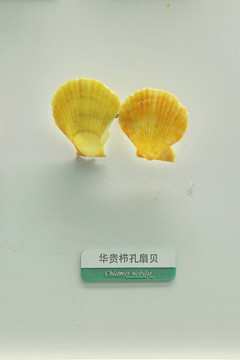 海洋贝类华贵栉孔扇贝标本