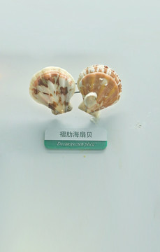 海洋贝类褶肋海扇贝标本