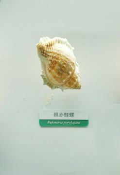 海洋贝类棘赤蛙螺标本