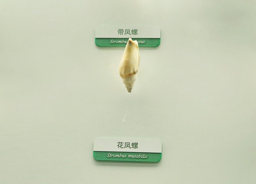海洋贝类花凤螺标本