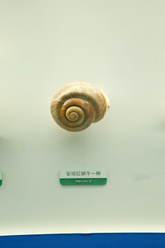 海洋贝类安培红蜗牛的标本
