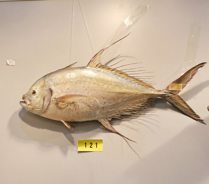 珍稀海洋鱼类标本