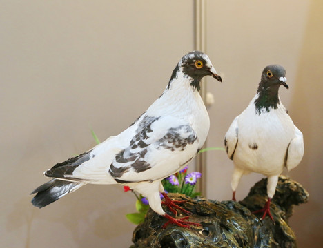 珍珍稀鸟类灰白鸽子标本