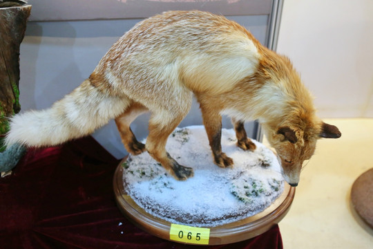 棕狐狸标本