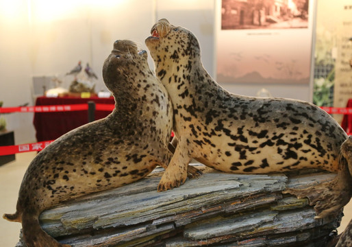 珍稀海狮标本
