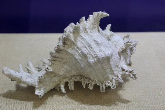 珍稀大海螺标本