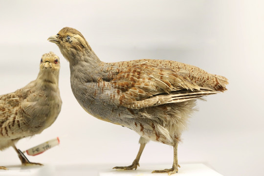 珍稀鸟类斑翅山鹑标本