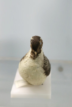 珍稀鸟类扁嘴海雀标本